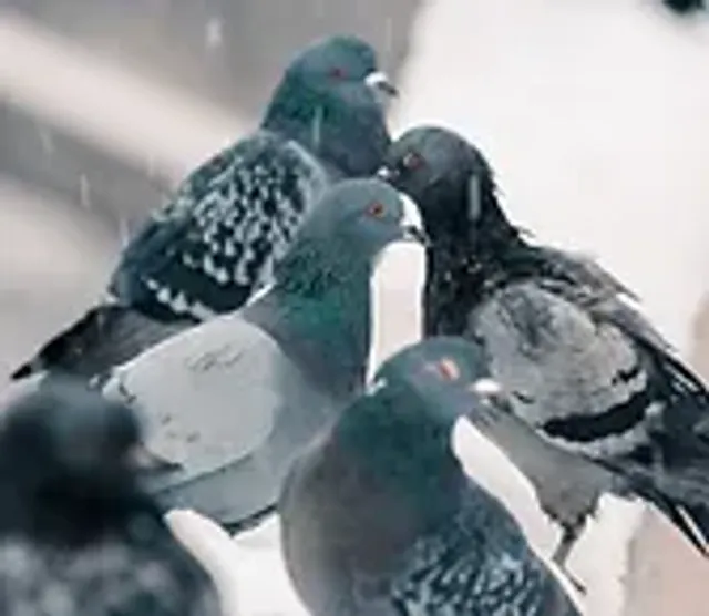 Control de aves
